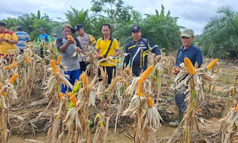 Sinergi Polisi dan Petani, 2,5 Ton Jagung Dipanen di Lahan Binaan Polsek Manuhing