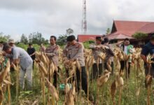 Optimalkan Lahan Dinas, Polres Gunung Mas Sukses Panen Jagung Kuartal I 2026