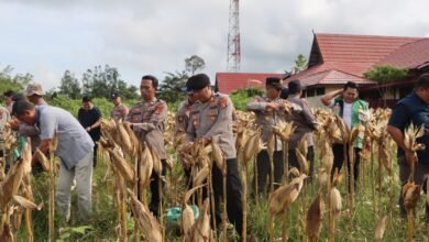 Optimalkan Lahan Dinas, Polres Gunung Mas Sukses Panen Jagung Kuartal I 2026