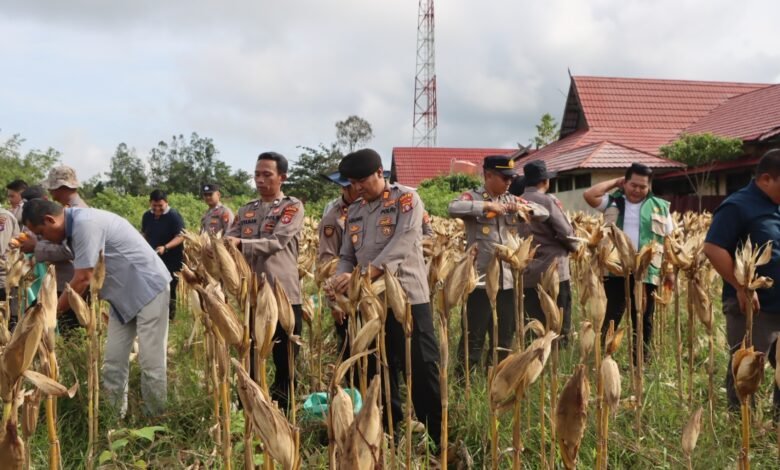 Optimalkan Lahan Dinas, Polres Gunung Mas Sukses Panen Jagung Kuartal I 2026