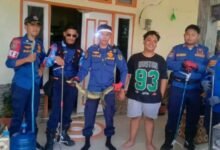 Ada Biawak Sembunyi di Rumah Warga Teweh Tengah Ada Biawak Sembunyi di Rumah Warga Teweh Tengah