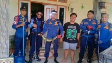 Ada Biawak Sembunyi di Rumah Warga Teweh Tengah