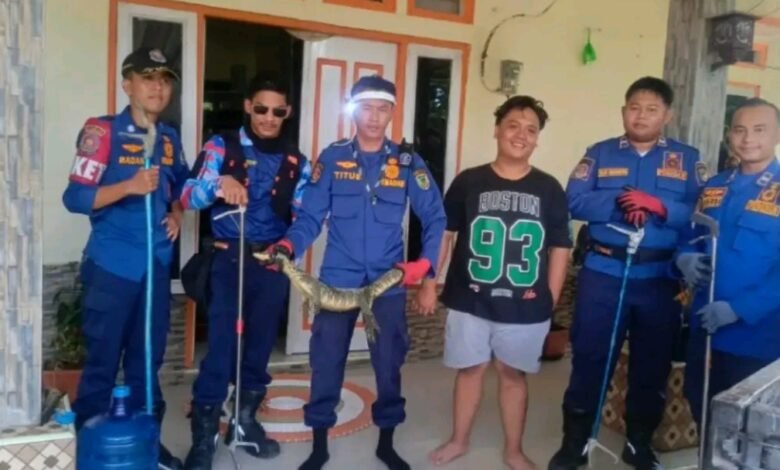 Ada Biawak Sembunyi di Rumah Warga Teweh Tengah
