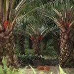 Nekat! Pencuri Sawit di Kotim Gunakan Mobil Avanza dan Pick Up Grand Max