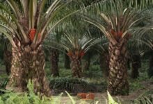 Nekat! Pencuri Sawit di Kotim Gunakan Mobil Avanza dan Pick Up Grand Max Nekat! Pencuri Sawit di Kotim Gunakan Mobil Avanza dan Pick Up Grand Max