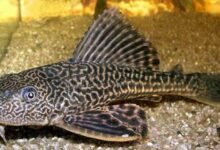 Mengapa Ikan Sapu-Sapu Dominasi Sungai Tercemar? Ini Penjelasan Dosen UNAIR