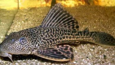 Mengapa Ikan Sapu-Sapu Dominasi Sungai Tercemar? Ini Penjelasan Dosen UNAIR