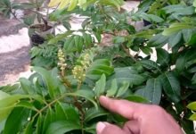 Mau Tanam Lengkeng? Inilah Langkah Persiapan Lahan yang Tepat Mau Tanam Lengkeng? Inilah Langkah Persiapan Lahan yang Tepat