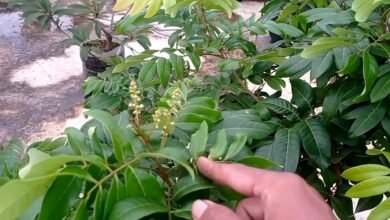 Mau Tanam Lengkeng? Inilah Langkah Persiapan Lahan yang Tepat