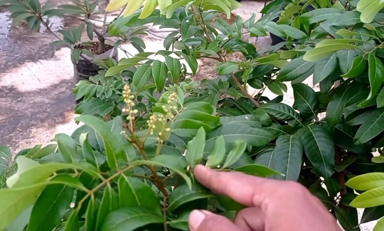 Mau Tanam Lengkeng? Inilah Langkah Persiapan Lahan yang Tepat