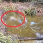 Geger! Pria di Barito Utara Ditemukan Tewas Mengapung Tanpa Busana
