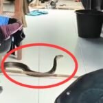 Ngeri! King Kobra 2,5 Meter Asik ‘Jaga’ Pintu Rumah Warga di Muara Teweh