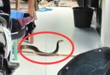 Ngeri! King Kobra 2,5 Meter Asik ‘Jaga’ Pintu Rumah Warga di Muara Teweh