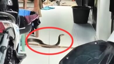 Ngeri! King Kobra 2,5 Meter Asik ‘Jaga’ Pintu Rumah Warga di Muara Teweh