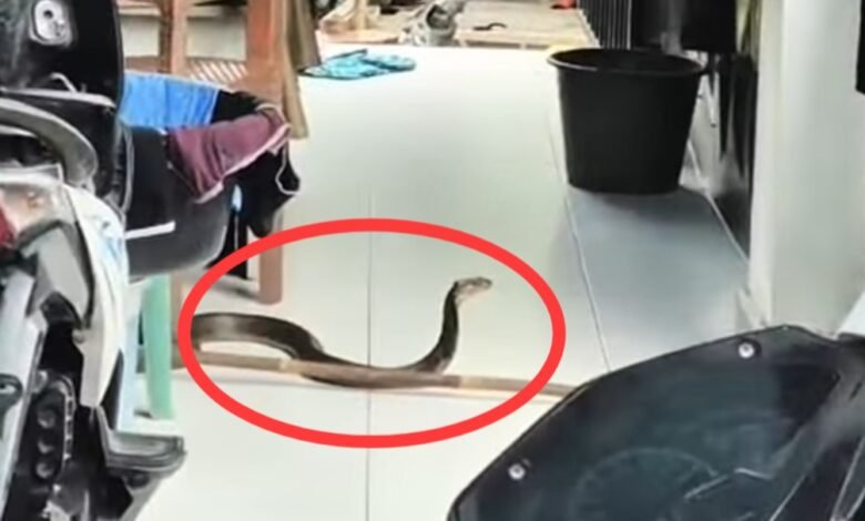 Ngeri! King Kobra 2,5 Meter Asik ‘Jaga’ Pintu Rumah Warga di Muara Teweh