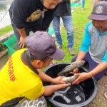 LPB Hatapa Latih UMKM Perikanan Teknik Pembenihan Ikan Nila