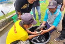 LPB Hatapa Latih UMKM Perikanan Teknik Pembenihan Ikan Nila LPB Hatapa Latih UMKM Perikanan Teknik Pembenihan Ikan Nila