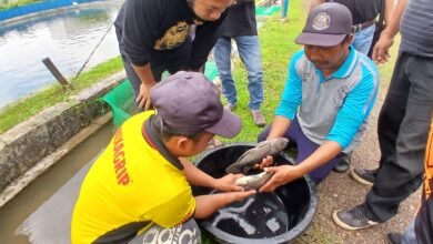 LPB Hatapa Latih UMKM Perikanan Teknik Pembenihan Ikan Nila