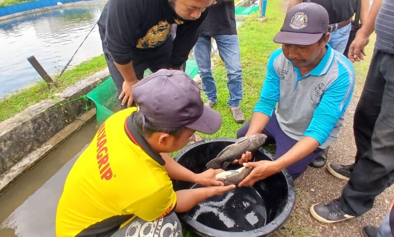LPB Hatapa Latih UMKM Perikanan Teknik Pembenihan Ikan Nila LPB Hatapa Latih UMKM Perikanan Teknik Pembenihan Ikan Nila