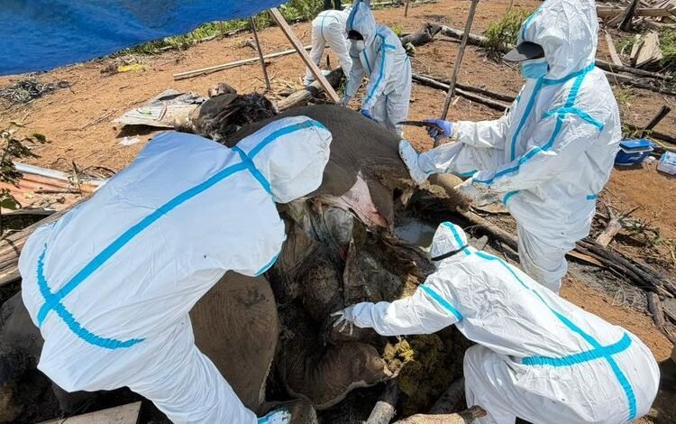 Induk dan Anak Gajah Sumatra Ditemukan Mati di Bengkulu