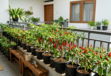 Lahan Terbatas Bukan Halangan! Ini Cara Menanam Cabai di Halaman Rumah Sempit agar Berbuah Lebat Lahan Terbatas Bukan Halangan! Ini Cara Menanam Cabai di Halaman Rumah Sempit agar Berbuah Lebat
