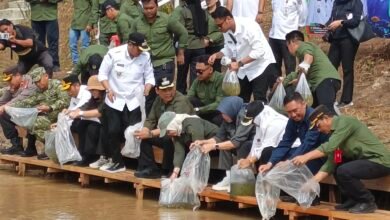 Pemkab Barito Utara Lepas Puluhan Ribu Benih Ikan Lokal di DAM Trinsing