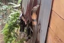 Bikin Panik Warga, Petugas Damkar Barito Utara Taklukkan Ular di Dalam Rumah Bikin Panik Warga, Petugas Damkar Barito Utara Taklukkan Ular di Dalam Rumah