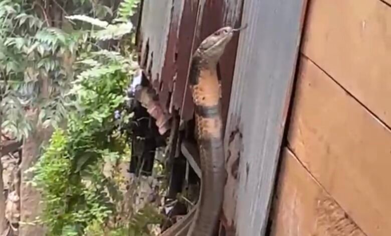 Bikin Panik Warga, Petugas Damkar Barito Utara Taklukkan Ular di Dalam Rumah